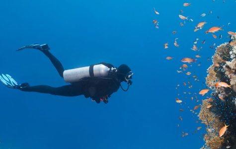 A scuba diver swims near a vibrant coral reef teeming with colorful fish against a clear blue ocean backdrop, conveying a sense of tranquility and exploration.