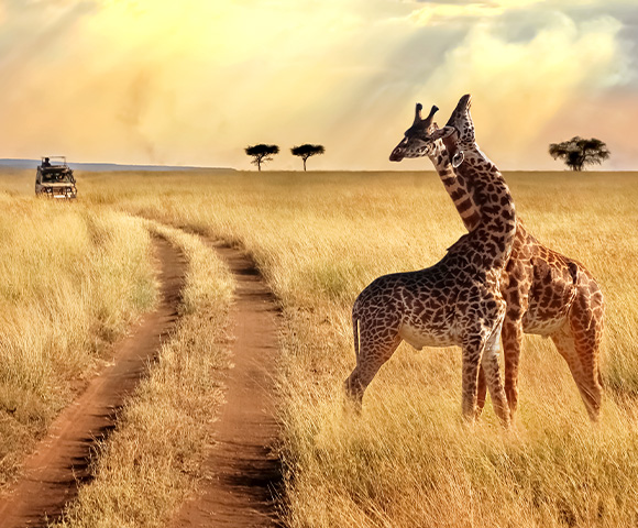 Safari truck driving through African plains with two giraffes in the foreground