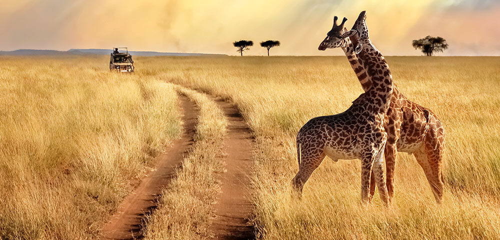 Safari truck driving through African plains with two giraffes in the foreground