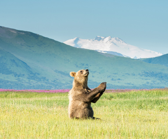 Brown bear sitting in a field with mountains in the background taken in Alaska