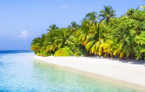 Serene tropical beach with turquoise water, white sand, and lush palm trees lining the shore under a bright blue sky, creating a peaceful escape.