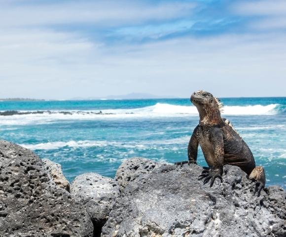 Central America, Panama and Caribbean - Gallery Image