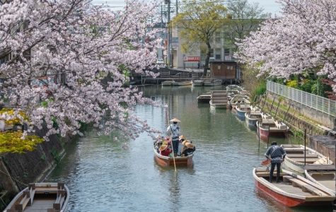 Cherry blossoms line a calm canal as small boats drift below, with rowers, riverside paths, and urban buildings creating a serene spring scene.