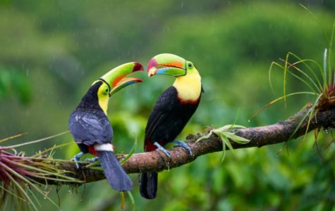 Two vibrant toucans with colorful beaks perched on a wet branch in a lush, rainy jungle setting. The scene conveys a sense of tranquility and nature's beauty.