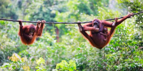 Borneo