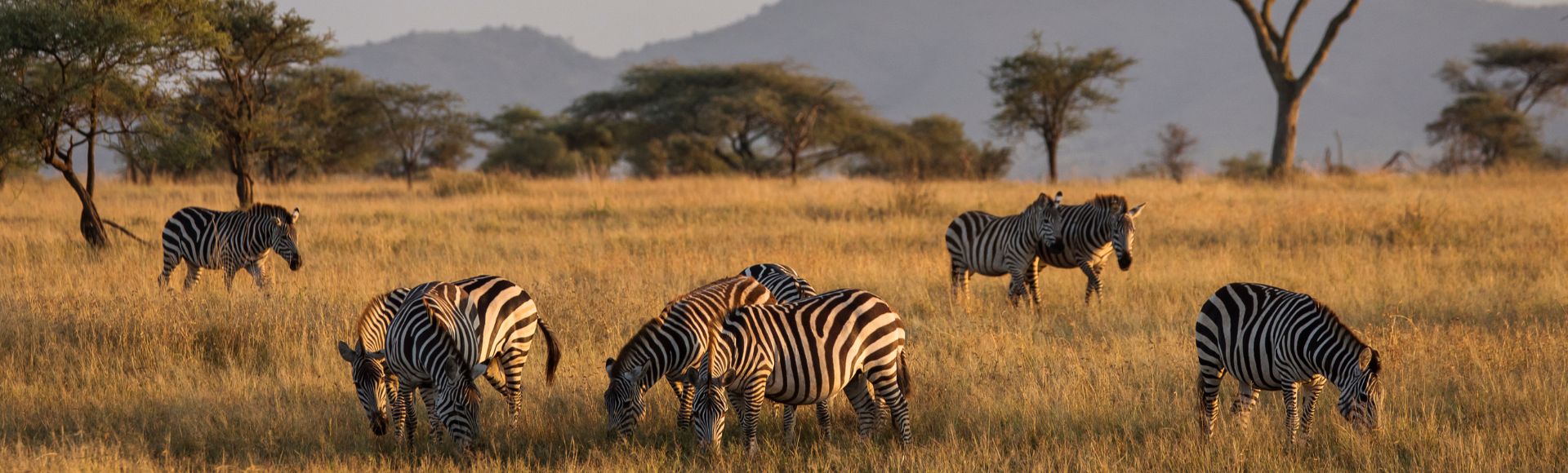 Close Encounters: The Best Places to See Wildlife Worldwide Banner Image