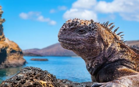 Marine iguana basking on sunlit rocks by the ocean. Rugged cliffs and a clear blue sky frame the scene, conveying a sense of wild tranquility.