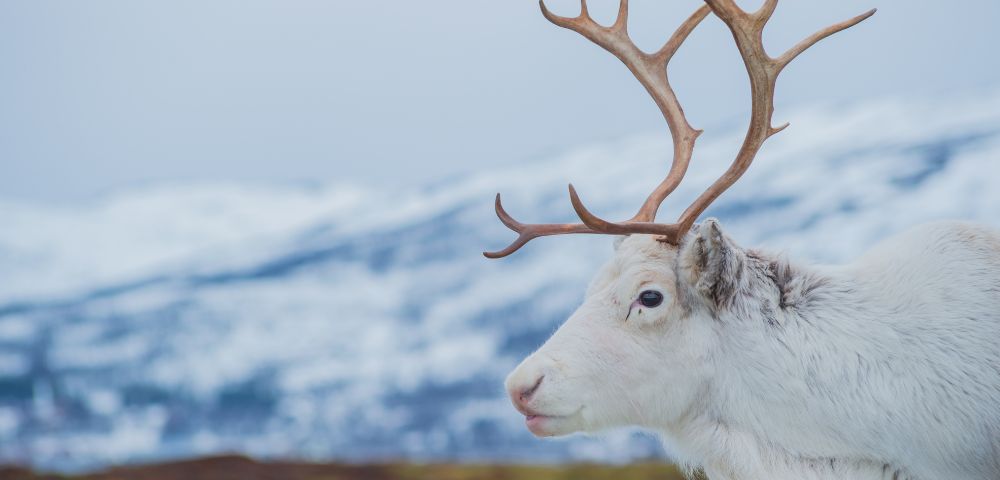 White reindeer with large antlers stands on a grassy field with snowy mountains in the background. The scene is serene and wintry.