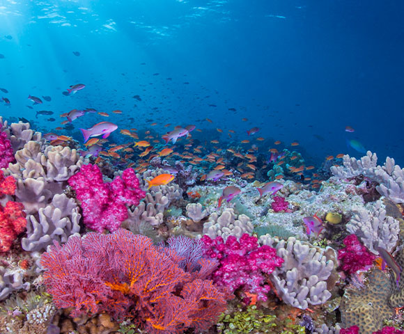 Snorkelling and Diving in Fiji - Gallery Image