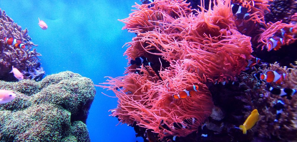 Vibrant underwater scene with orange clownfish swimming among bright pink sea anemones.