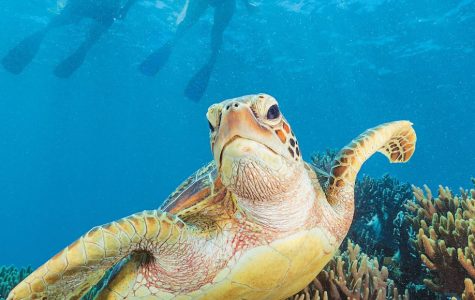 A sea turtle glides above vibrant coral formations with two snorkelers visible in the background, showcasing an underwater ecosystem.