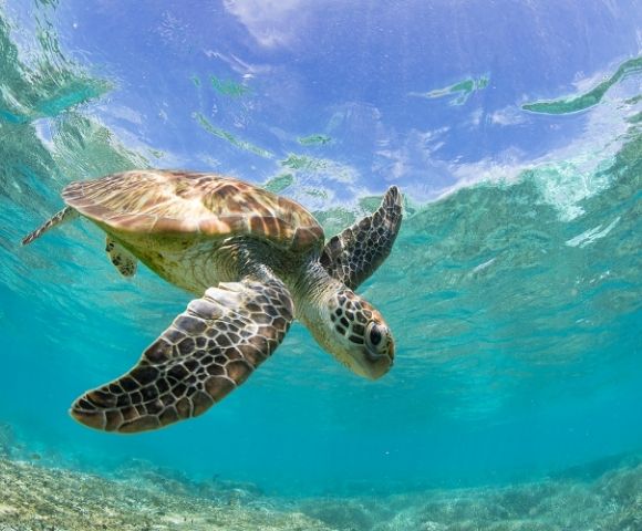 Unrivalled Luxury – Treasures of the South Pacific - Gallery Image