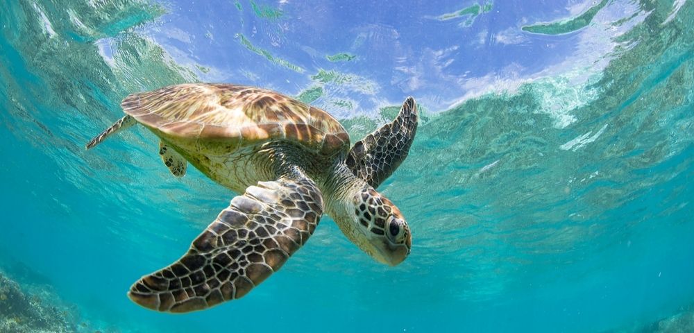 Unrivalled Luxury – Treasures of the South Pacific - Gallery Image