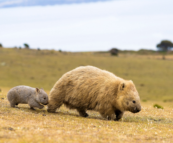10 Day Wilderness of Tasmania Tour - Gallery Image