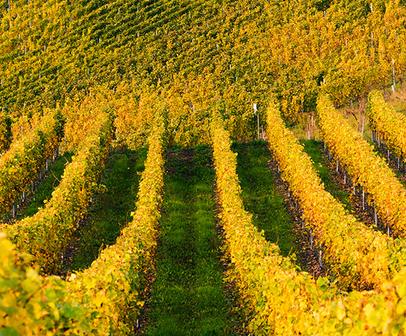 Castles & Vineyards Along the Rhine River - Gallery Image
