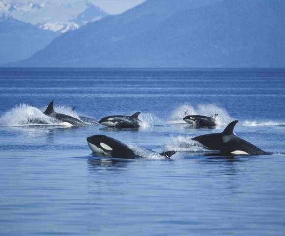 Golden Gate Bridge & Alaska’s Starry Skies 2027 - Gallery Image