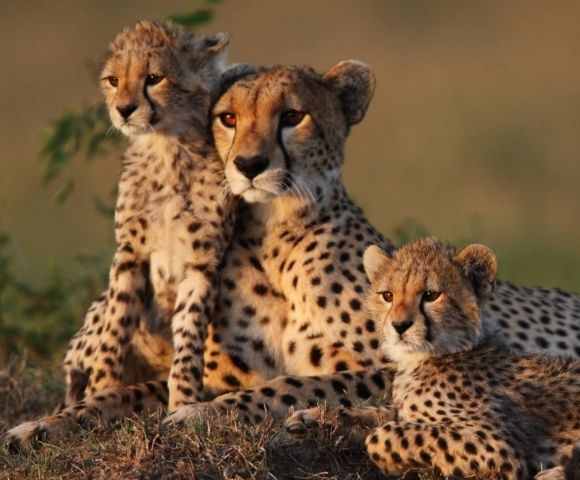 Golden Sands of Dubai, Abu Dhabi & Beyond | MSC Yacht Club Image 2