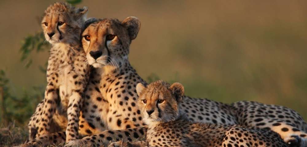 Golden Sands of Dubai, Abu Dhabi & Beyond | MSC Yacht Club Image 2