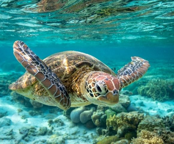 Australia & Papa New Guinea - Gallery Image