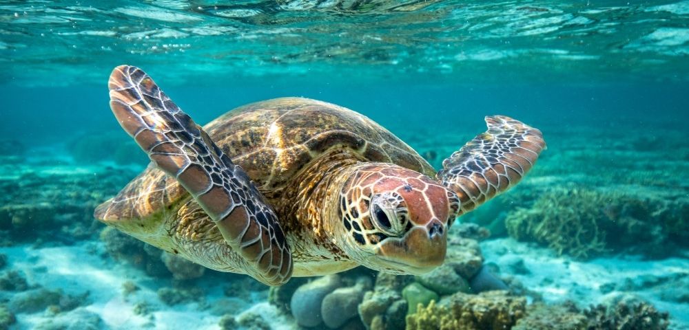 Australia & Papa New Guinea - Gallery Image