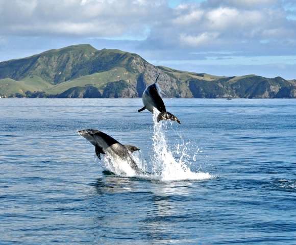 Festive Escape to New Zealand in 2026 | Anthem of the Seas - Gallery Image