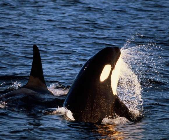 DISCOVER ALASKA’S INTERIOR WITH DENALI McKINLEY EXPLORER - Gallery Image