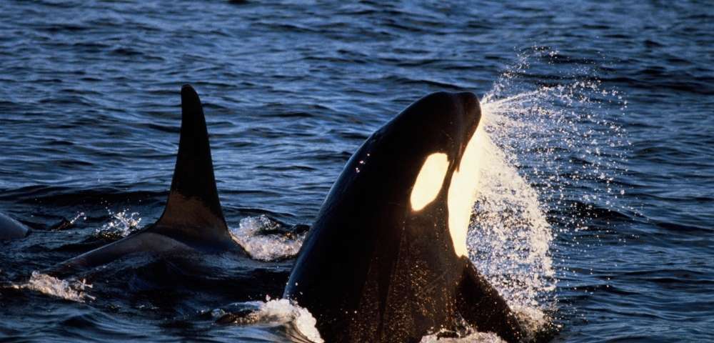 DISCOVER ALASKA’S INTERIOR WITH DENALI McKINLEY EXPLORER - Gallery Image