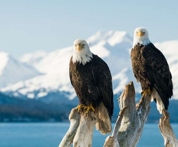 Last Chance Canada’s Western Rockies Tour & Alaskan Cruise - Gallery Image