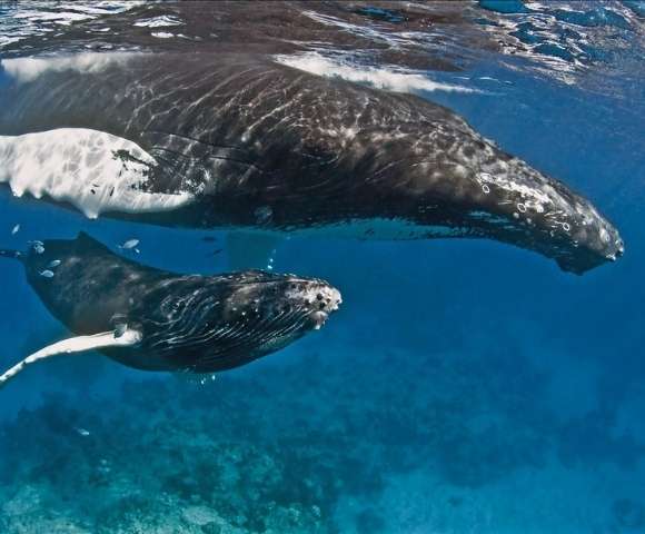 Bucket List Caribbean & Iconic New York | MSC World America - Gallery Image