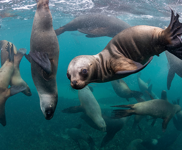 Ultimate South America & Antarctica Cruise – Santiago to Lisbon - Gallery Image