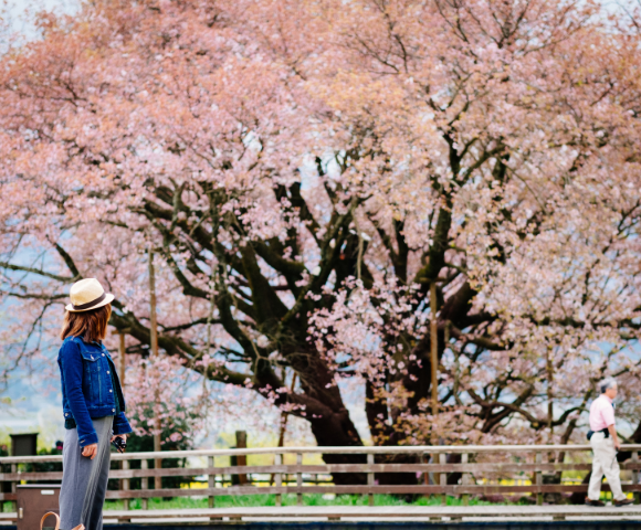2028 Japan and South Korea Cherry Blossom Voyage - Gallery Image