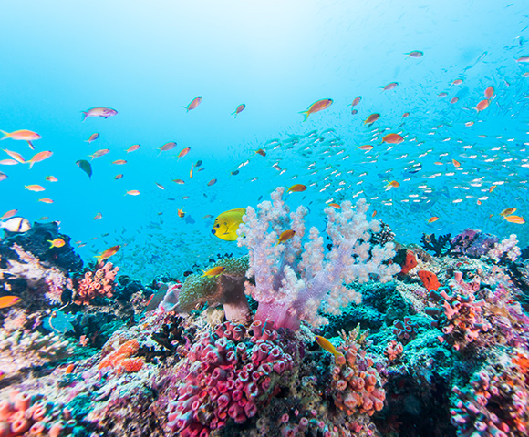 Treasures of South Pacific | Fiji, Cook Islands and Tahiti - Gallery Image