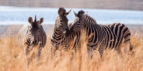 Botswana