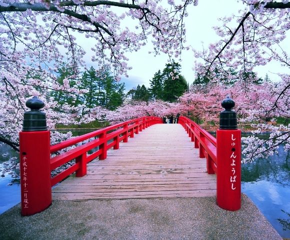 cherry blossom cruise