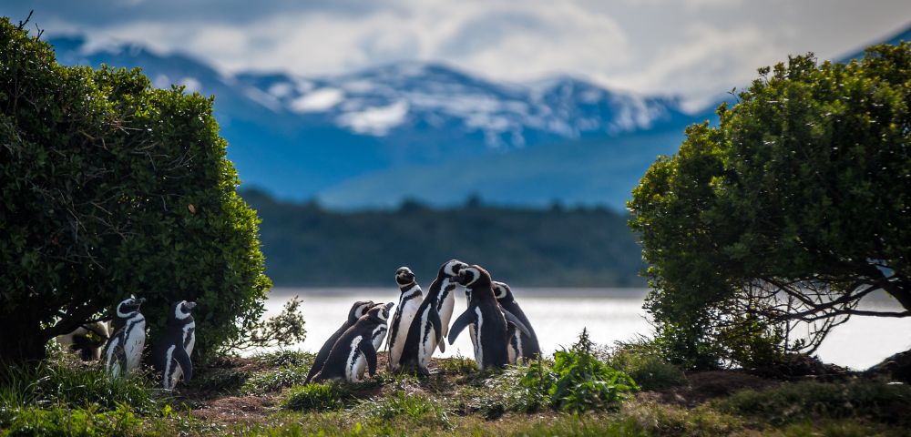 South America’s Glacier Frontier | Buenos Aires to Santiago - Gallery Image