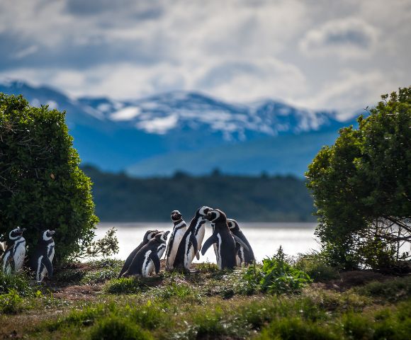 South America’s Glacier Frontier | Buenos Aires to Santiago - Gallery Image