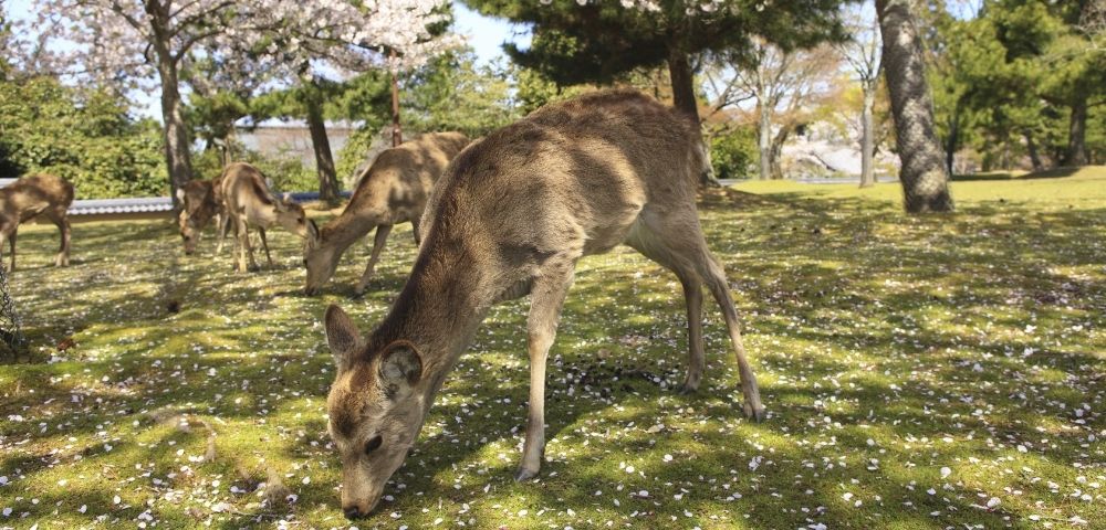 Japan & South Korea Discovery with Kumano Fireworks - Gallery Image