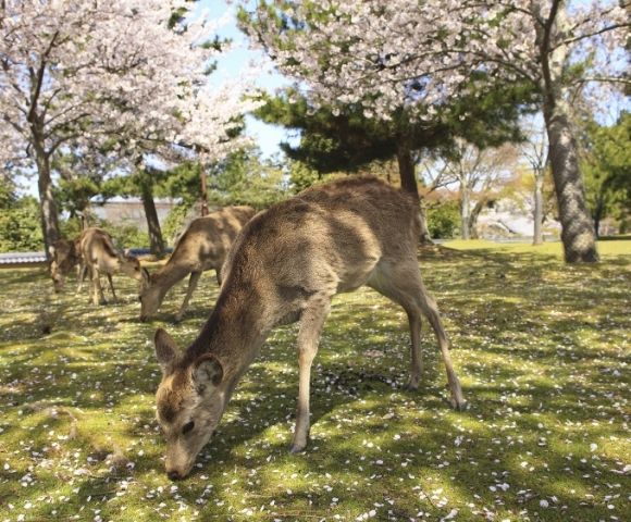 Japan & South Korea Discovery with Kumano Fireworks - Gallery Image