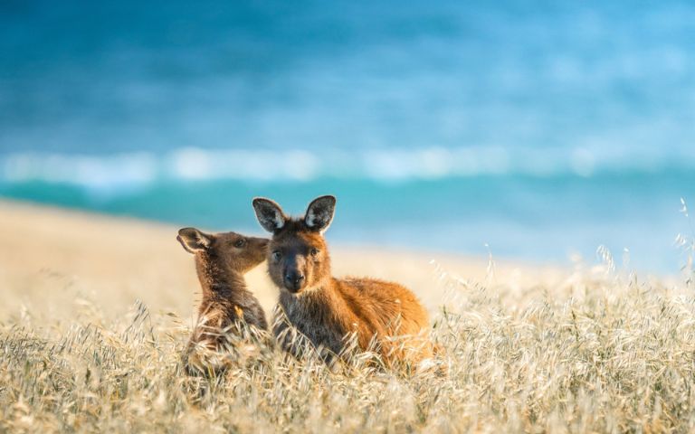SA-KANGAROO-ISLAND-Kangaroos-Cuddling-MY-HOLIDAY