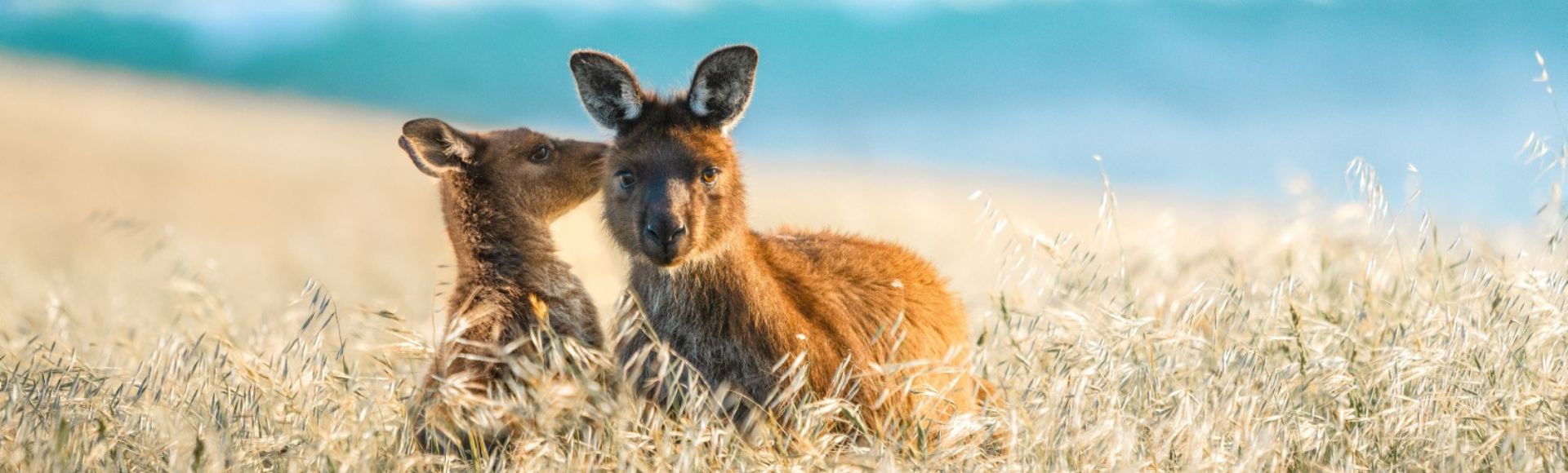 SA-KANGAROO-ISLAND-Kangaroos-Cuddling-MY-HOLIDAY