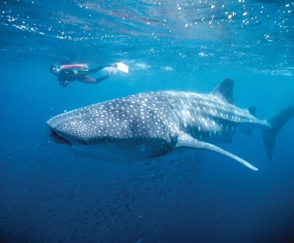 AUSTRALIA-WA-ESPERANCE-AND-THE-GOLDEN-OUTBACK-snorkel-shark-MY-HOLIDAY