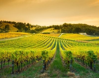 MY-HOLIDAY-view-of-ADELAIDE-HILLS-vineyard