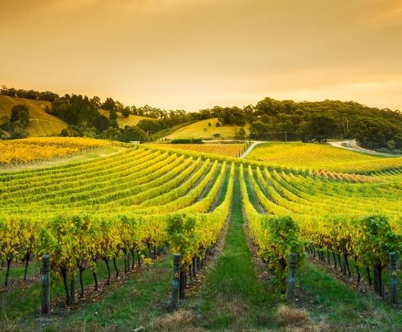MY-HOLIDAY-view-of-ADELAIDE-HILLS-vineyard