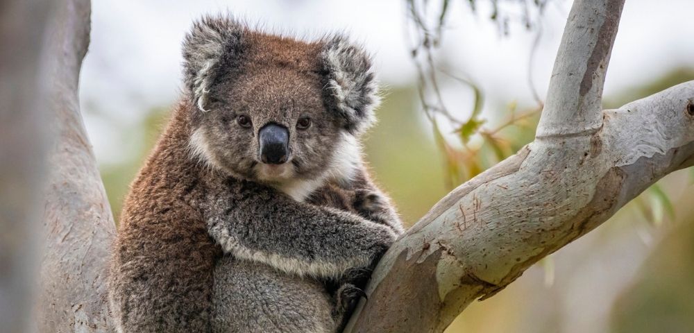 MY-HOLIDAY-koala-in-ADELAIDE-HILLS