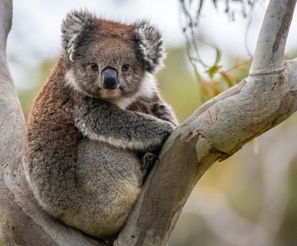 MY-HOLIDAY-koala-in-ADELAIDE-HILLS