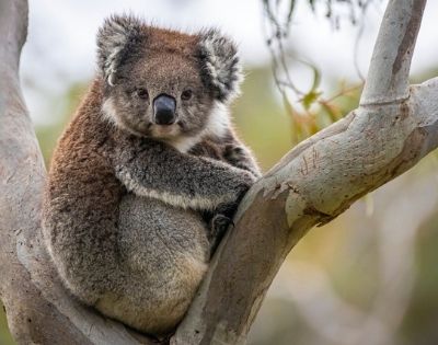 MY-HOLIDAY-koala-in-ADELAIDE-HILLS