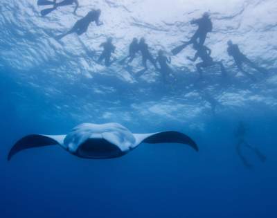 My-Fiji-Barefoot-Manta-Island-Resort-Dive-Swimming-Diving-Snorkel-Mantaray