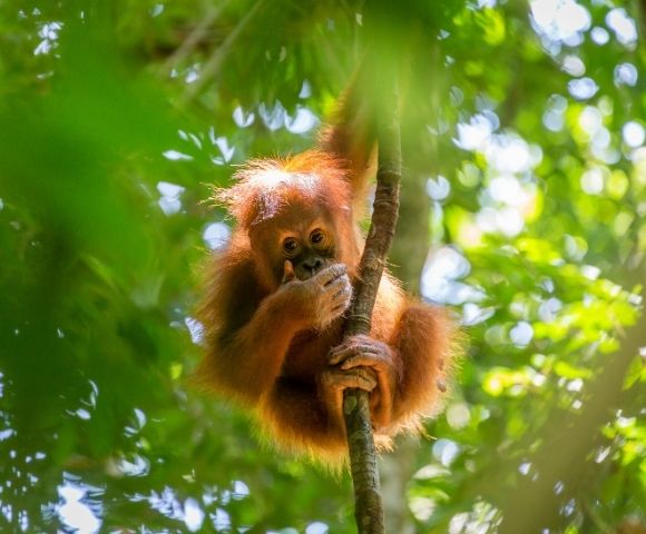 Cultural Treasures of Thailand & Southeast Asia - Gallery Image