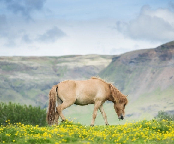 Luxury Immersive Discovery of Iceland & Greenland - Gallery Image