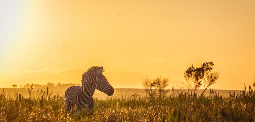 17 Day Discover South Africa & Victoria Falls Tour Image 6